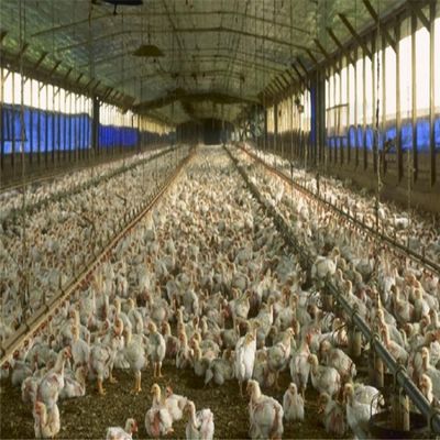 পেশাদার প্রি-কাস্ট স্টিল স্ট্রাকচার স্পেস ফ্রেম চিকেন ফার্ম বিল্ডিং