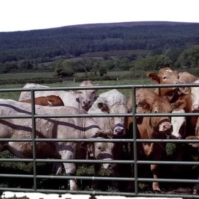 দ্রুত স্থাপনের সাথে কাস্টম স্টিল স্ট্রাকচার পোল্ট্রি হাউস