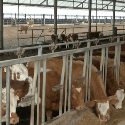 দ্রুত স্থাপনের সাথে কাস্টম স্টিল স্ট্রাকচার পোল্ট্রি হাউস