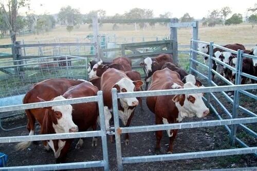 উচ্চ ভূমিকম্প প্রতিরোধ ক্ষমতা এবং বৃহৎ অবকাঠামো প্রকল্পের জন্য উপযুক্ত পাউডার কোটিং করা ইস্পাত স্পেস ফ্রেম
